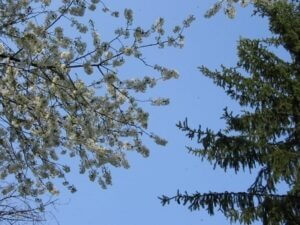 Alberi_contrapposti_mini