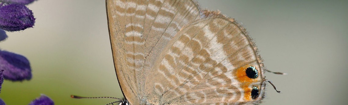 Novità sul Biogel Mani cod. DMH e sul Lavapiatti a mano cod. PD