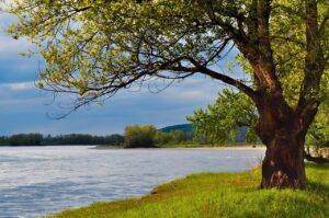 Albero_sul_fiume