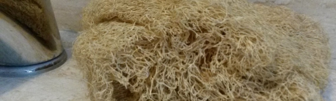 Sanificazione delle spugne Zuccaluffa