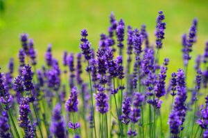 Lavanda2