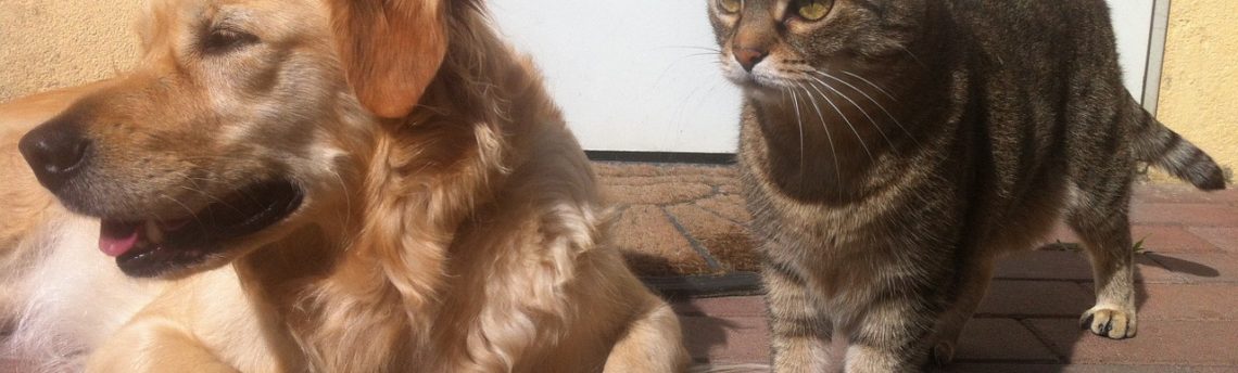 Come deodorizzare i luoghi frequentati dagli animali domestici